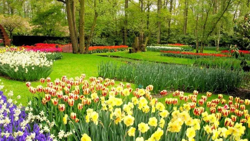 Cintre cele mai frumoase parcuri din Europa, Grădinile Keukenhof din Olanda.