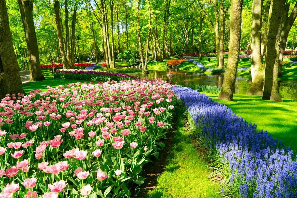 Descoperă Grădinile Keukenhof, cel mai mare parc de flori din Europa și din lume