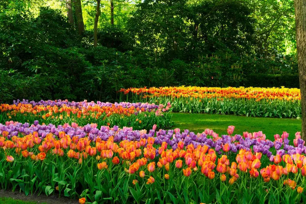 Lasă-te învăluit de mirificul spectacol floral al Grădinilor Keukenhof, supranumite Grădina Europei