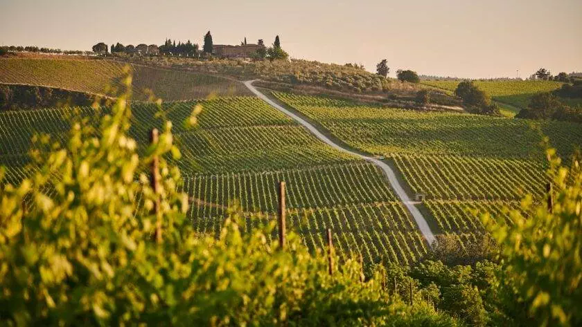 Învață să faci vin la o degustare de vinuri în Toscana, Italia