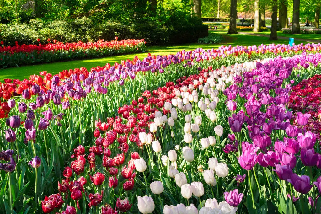 Ia parte la unul dintre cele mai impresionante obiective turistice ale Olandei, vizitând Grădinile Keukenhof