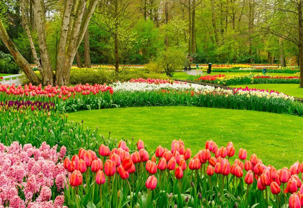Laleaua, floarea regină a Olandei, înflorește în toată splendoarea sa în Grădinile Keukenhof.